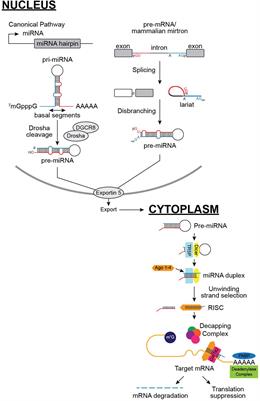 MicroRNAs: New Players in the Pathobiology of Preeclampsia